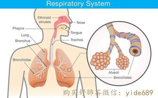 肺腺癌期术后咳嗽怎么办？如何治疗减轻症状