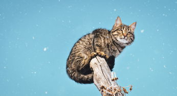 在世最长寿的猫咪离世，生命的奇迹与永恒的回忆